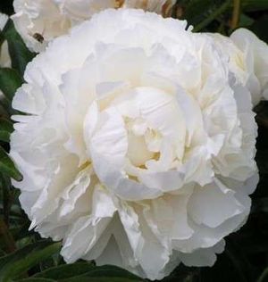 PIVOINE BOWL OF CREAM 60 Fl de France